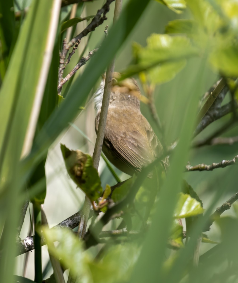 Common Reed Warbler - ML620252635
