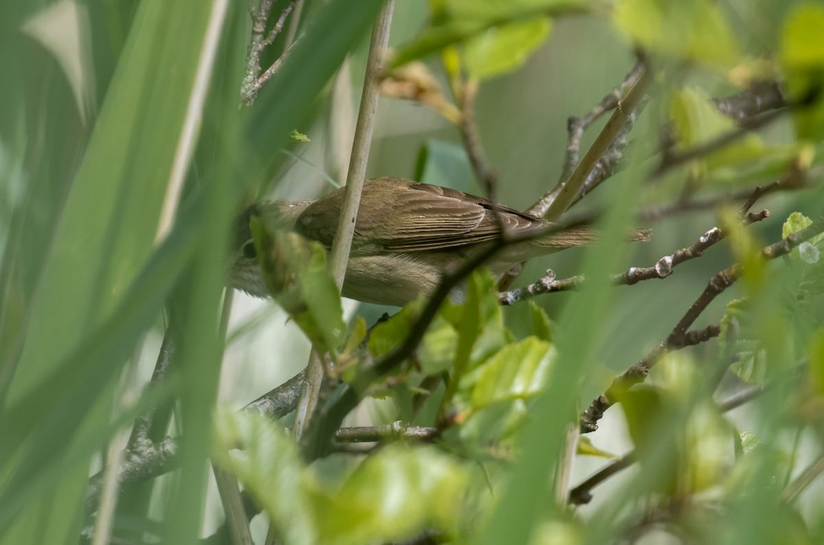 Common Reed Warbler - ML620252636