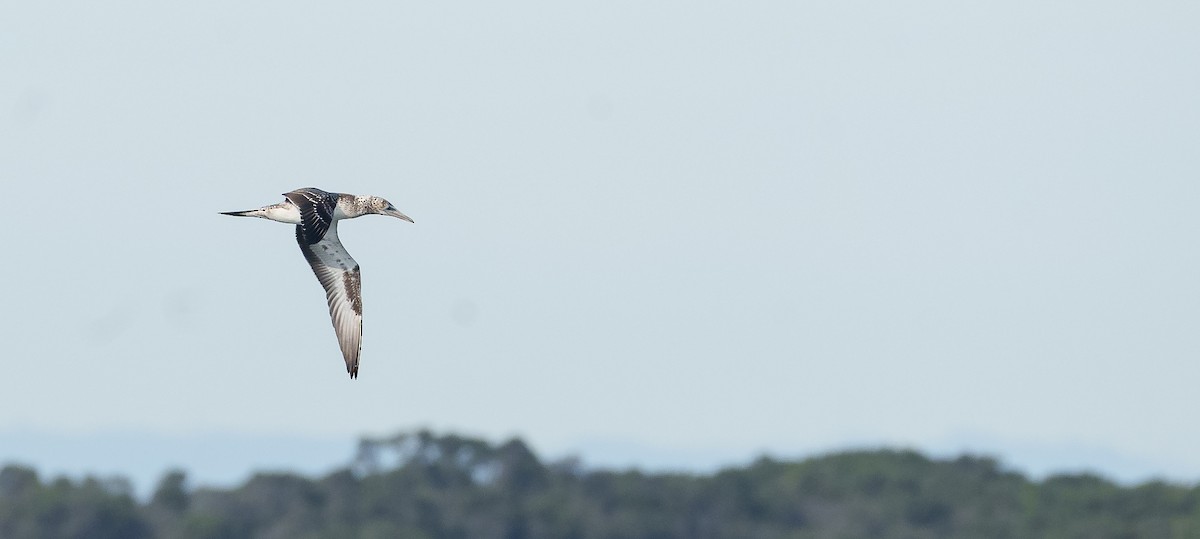 Australasian Gannet - ML620252647