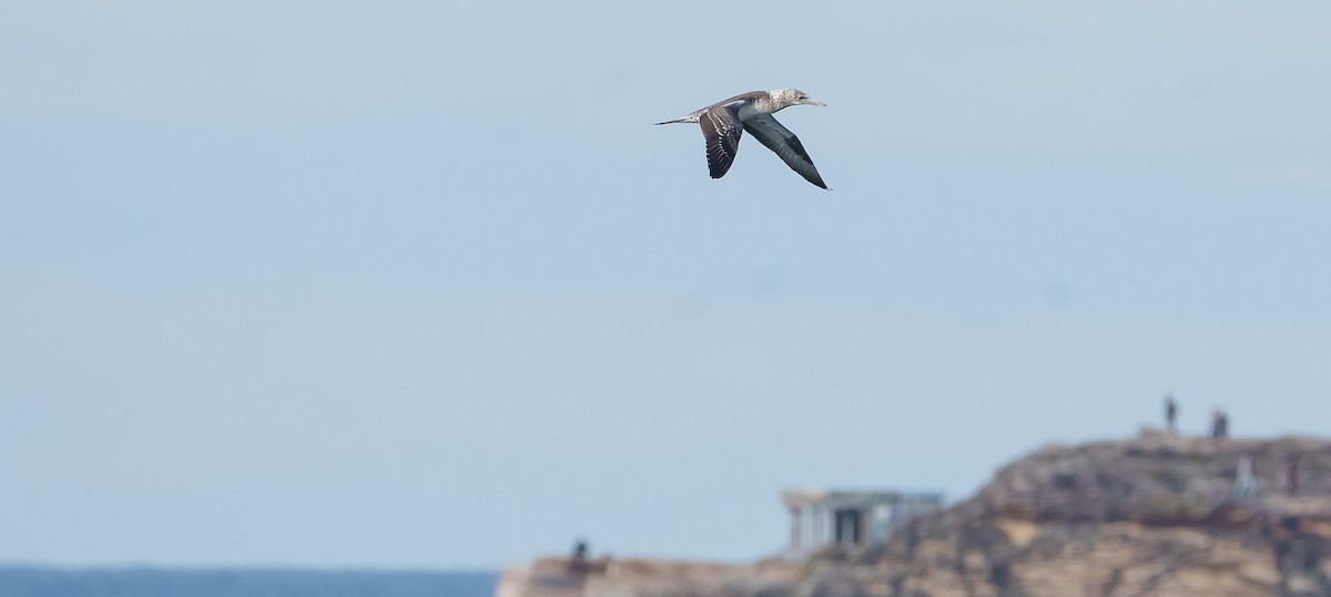 Australasian Gannet - ML620252648