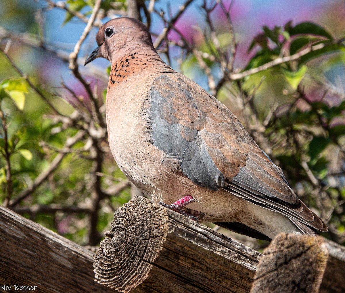 Laughing Dove - ML620252662
