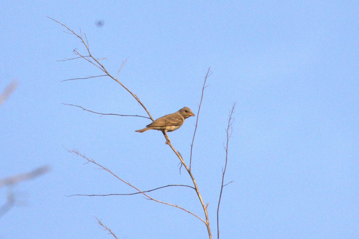 Yellow-throated Sparrow - ML620252669