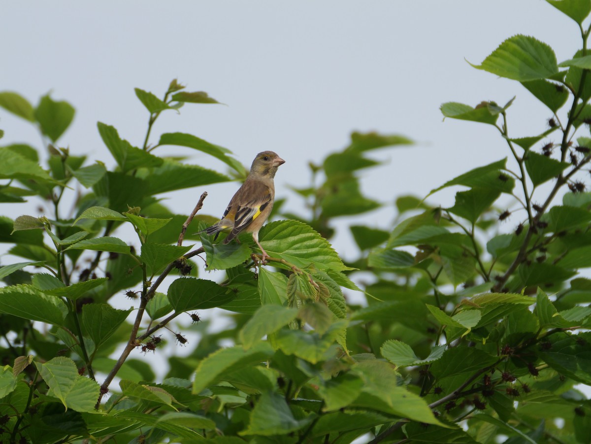 Oriental Greenfinch - ML620252672