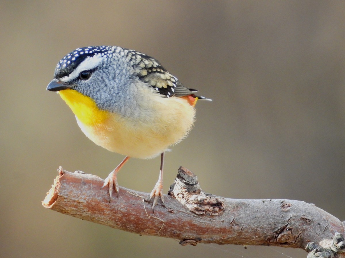 Spotted Pardalote - ML620252673
