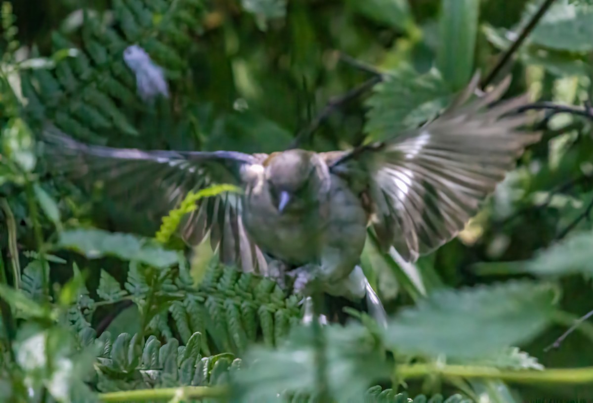 Common Chaffinch - ML620252676