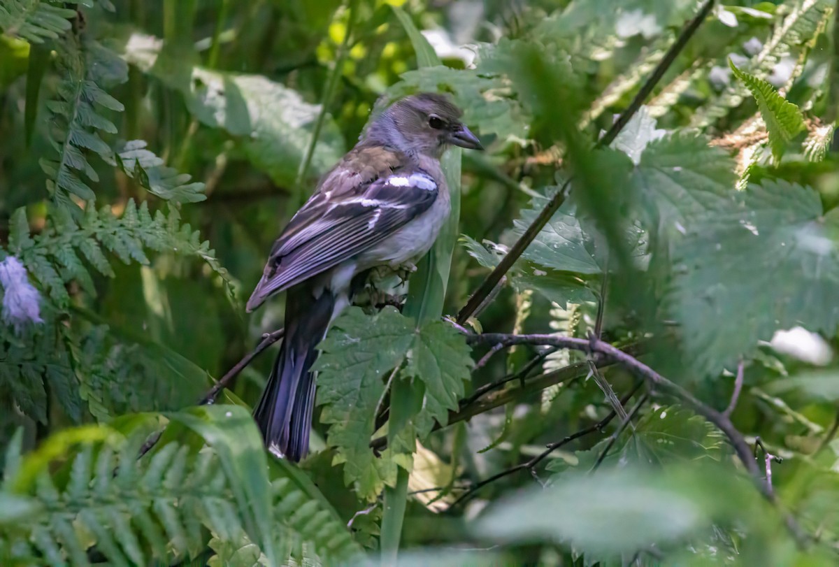 Common Chaffinch - ML620252681