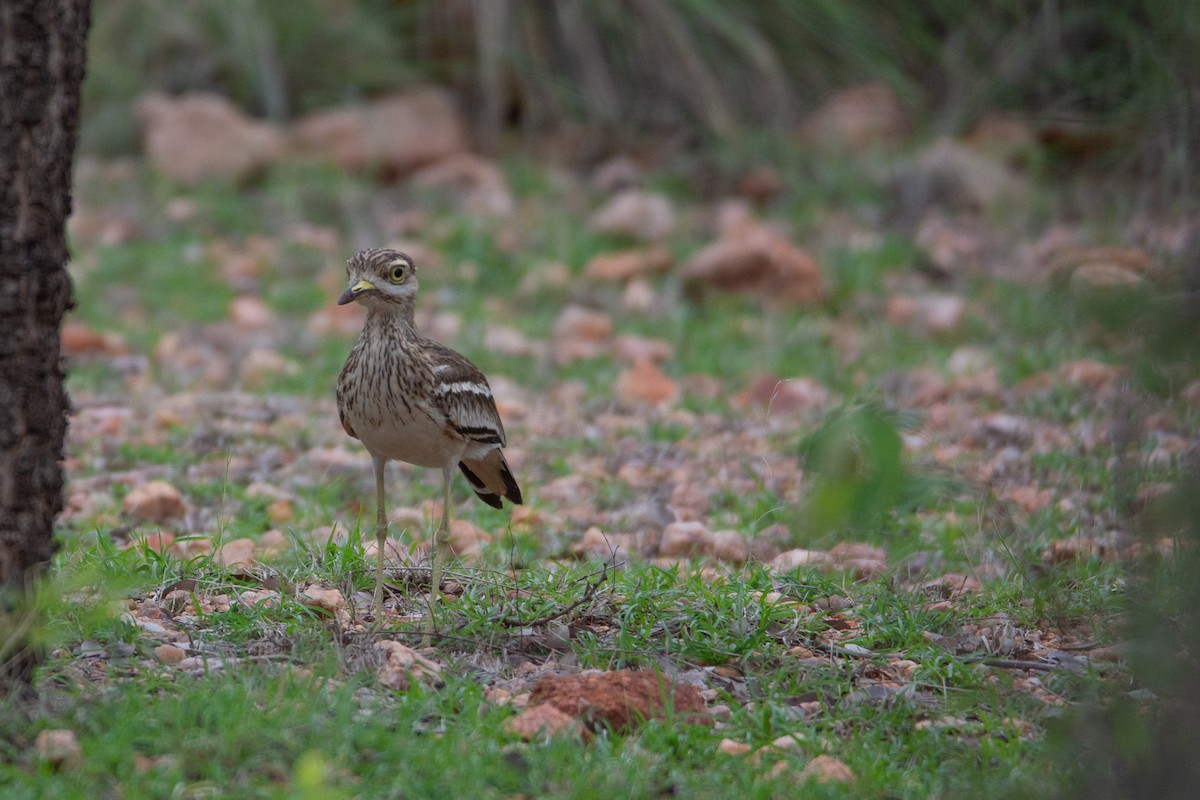 Indian Thick-knee - ML620252687