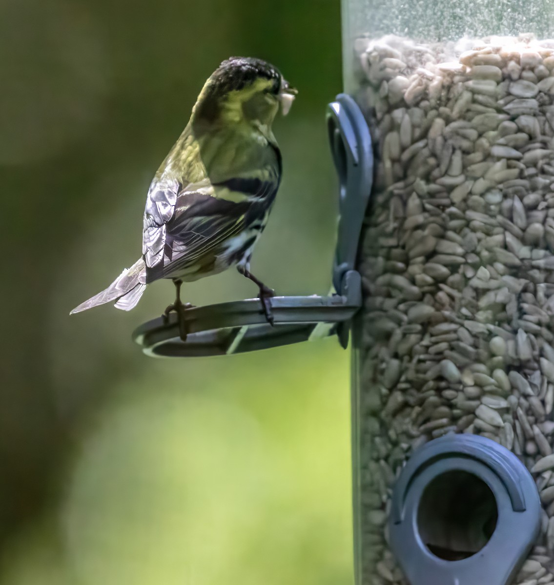 Eurasian Siskin - ML620252691