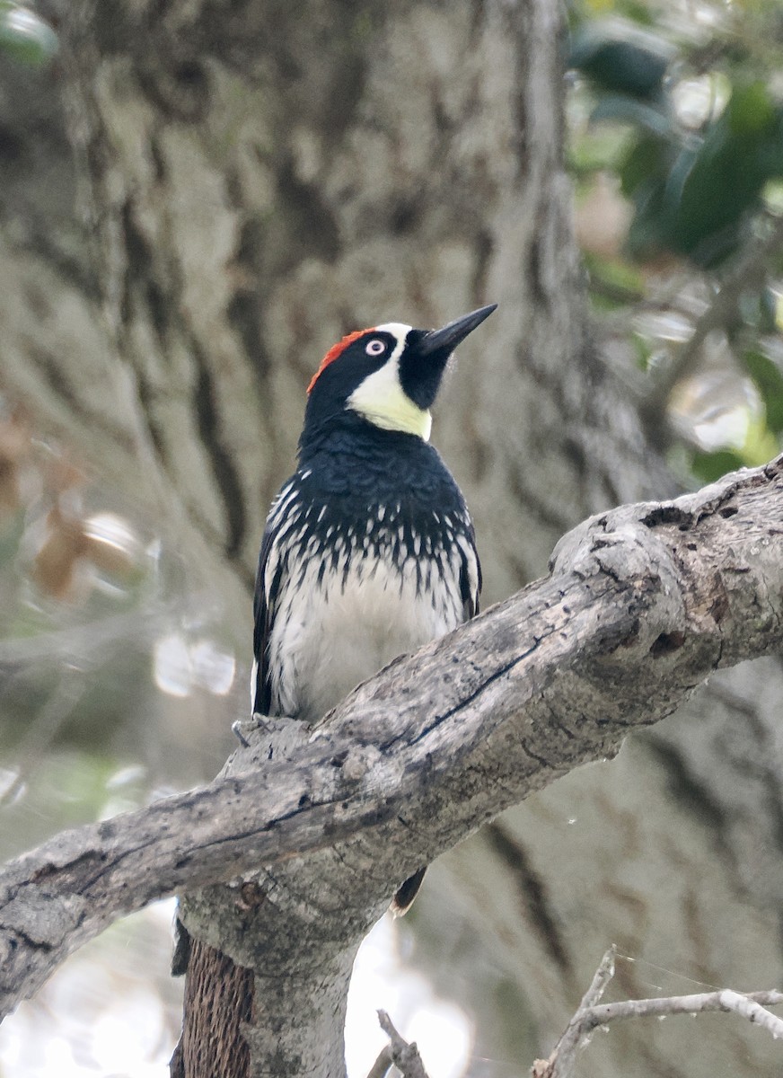 Acorn Woodpecker - ML620252693