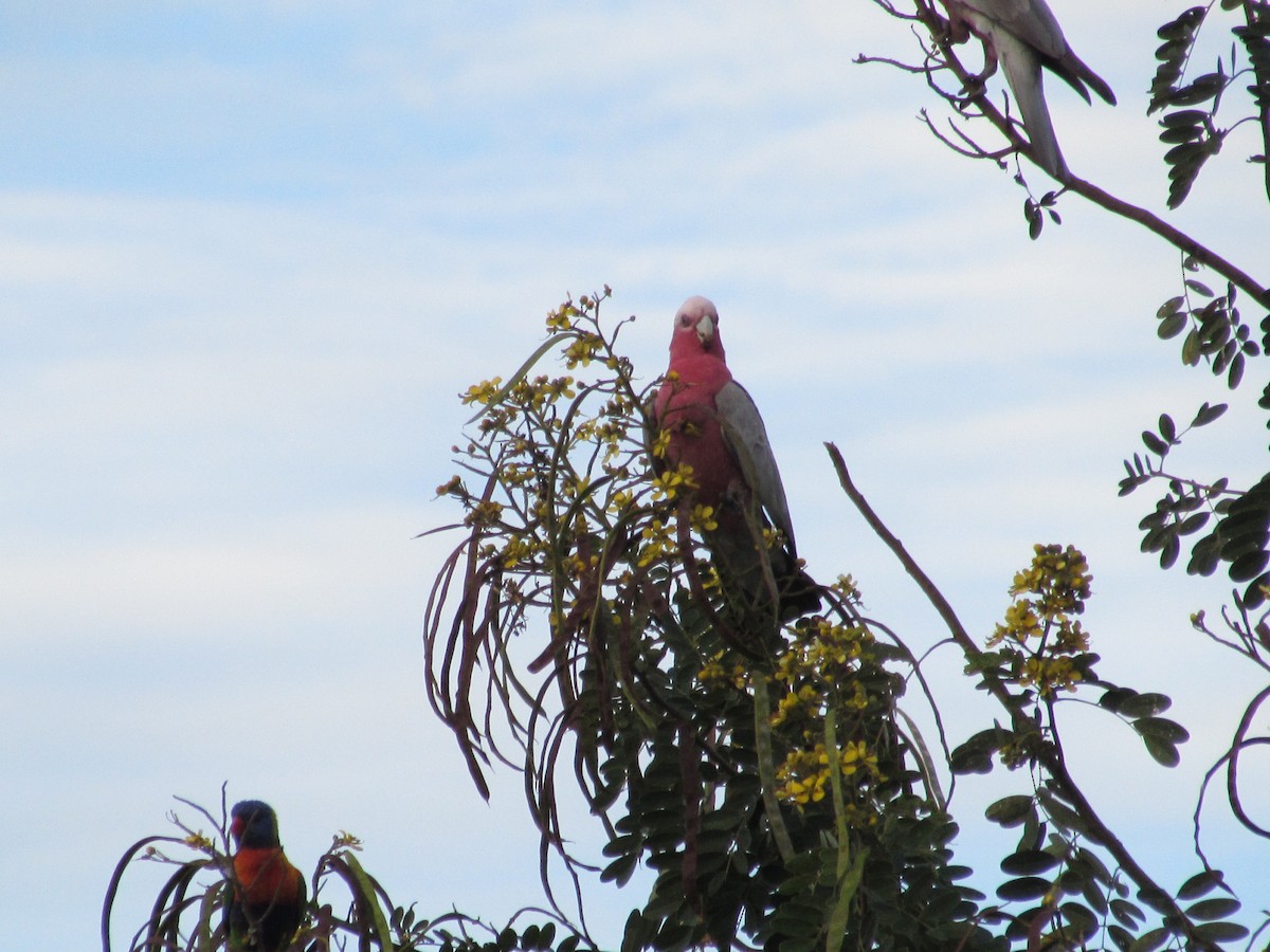 Galah - ML620252701