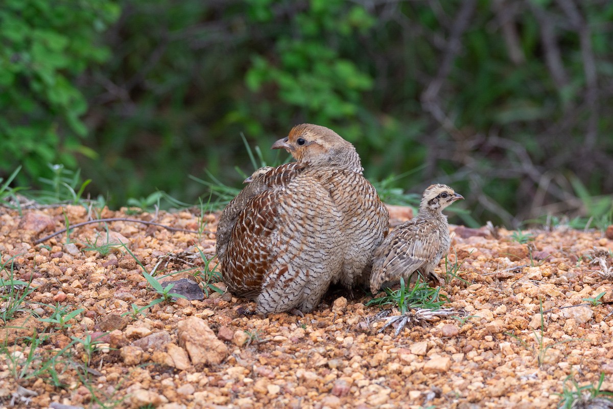 Francolin gris - ML620252702