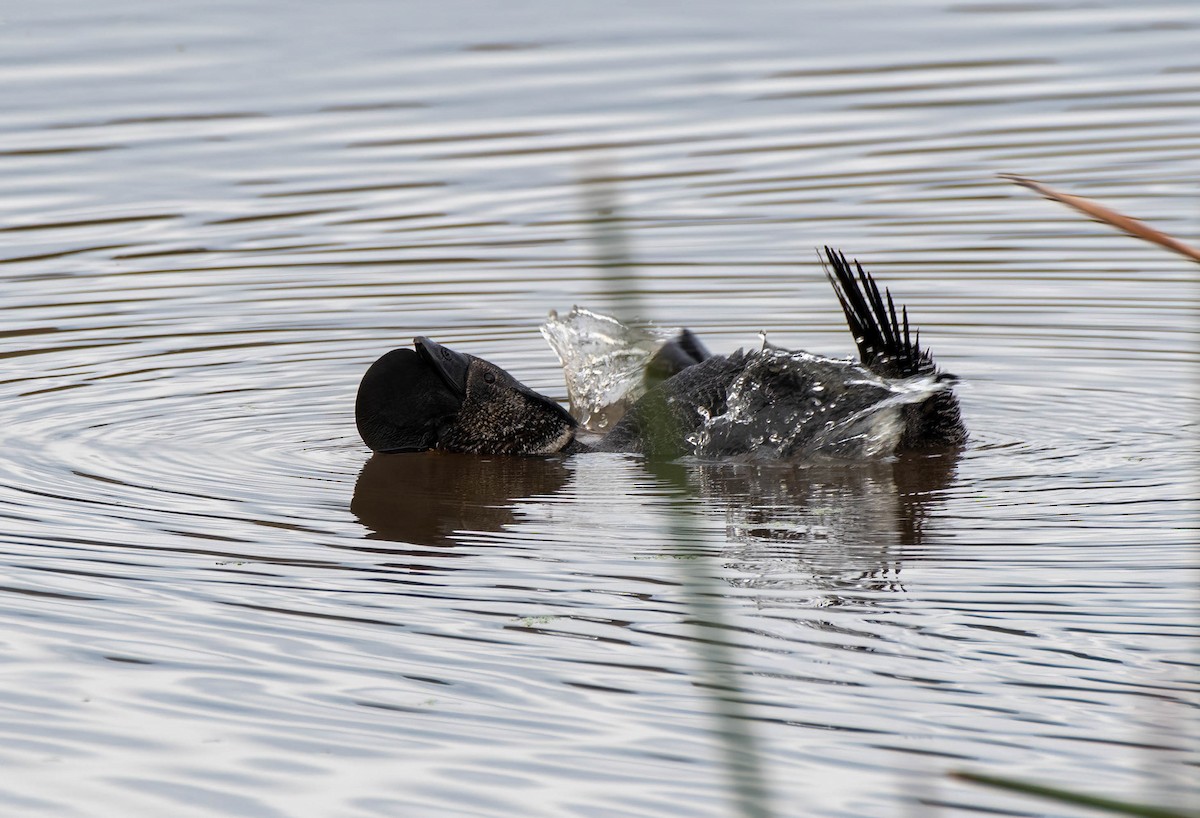 Musk Duck - ML620252707