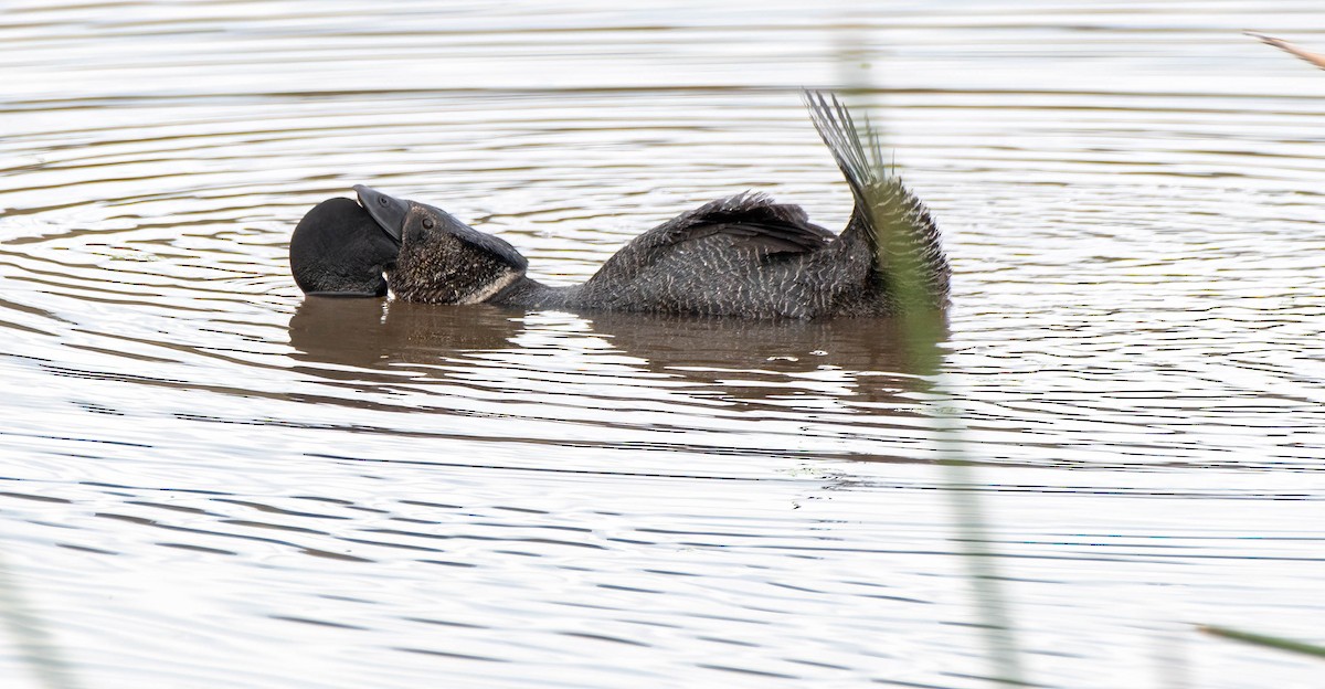 Musk Duck - ML620252708