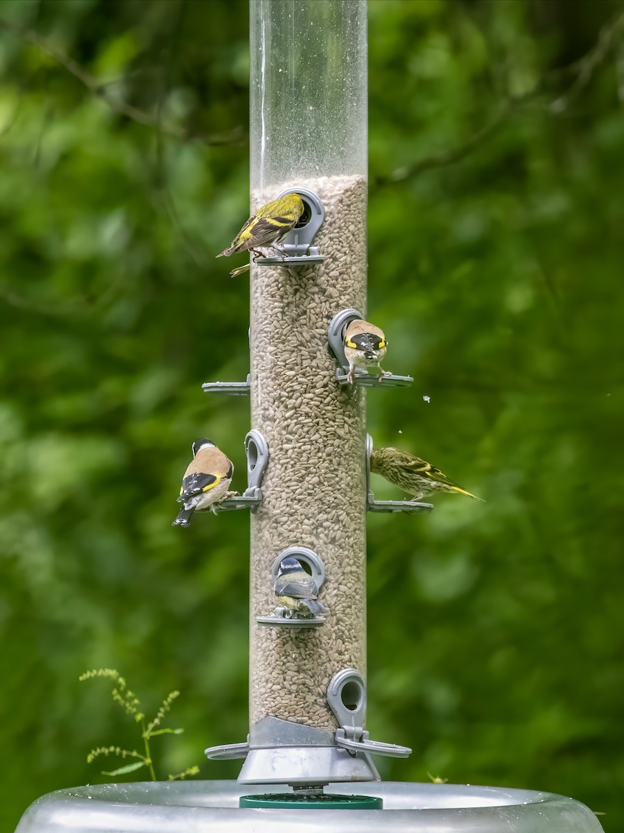 European Goldfinch - ML620252709