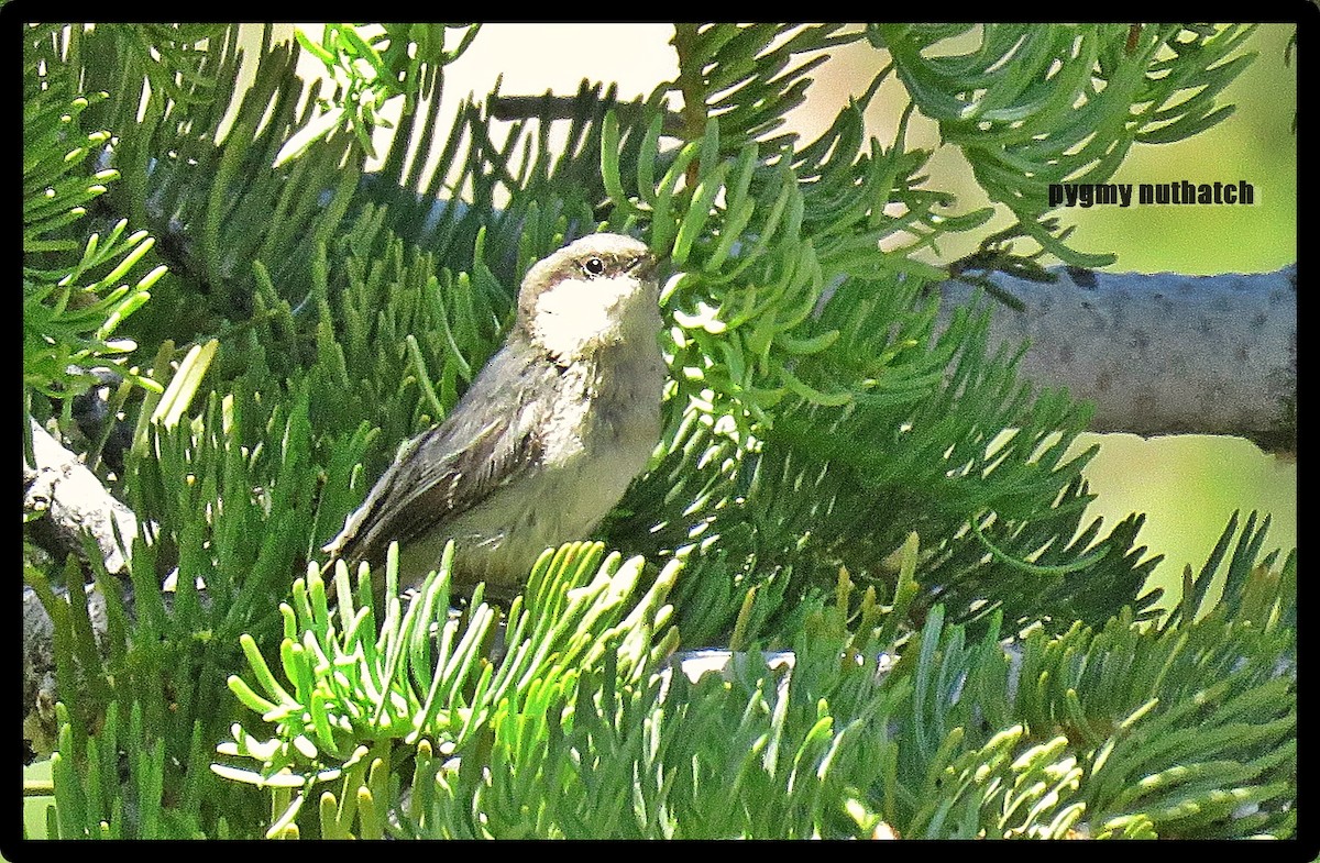 Pygmy Nuthatch - ML62025271