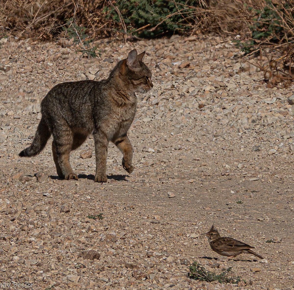 Crested Lark (Crested) - ML620252711