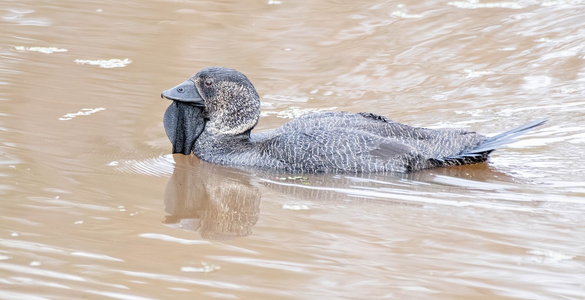 Musk Duck - ML620252716