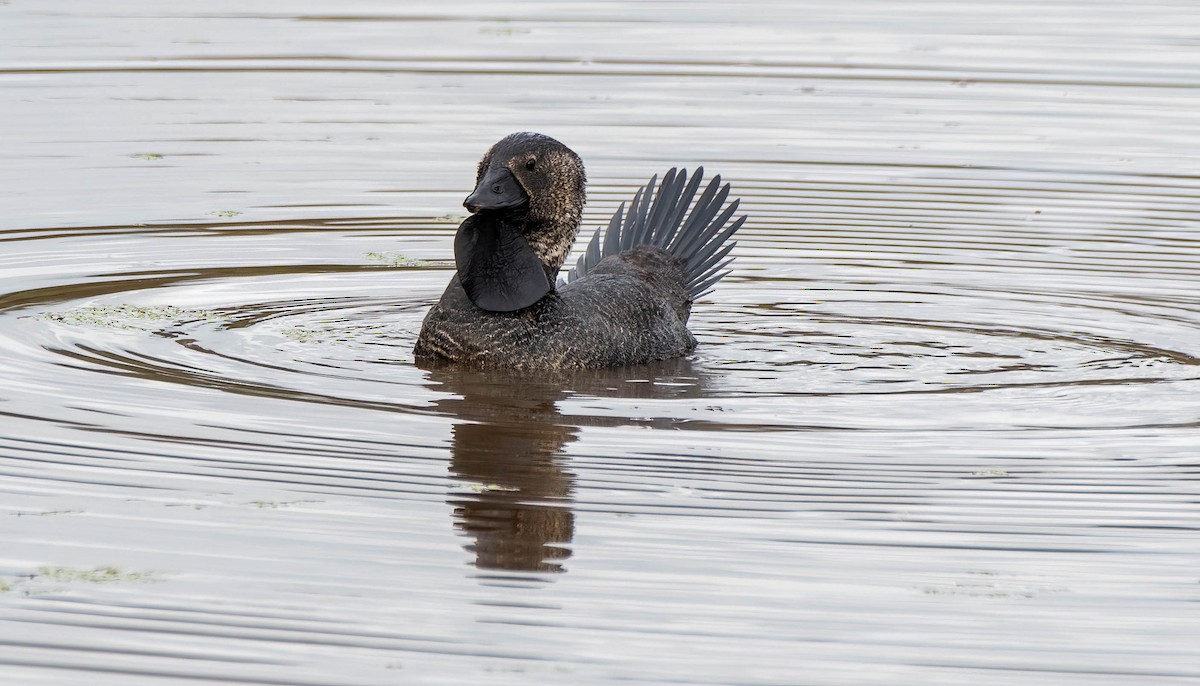 Musk Duck - ML620252720