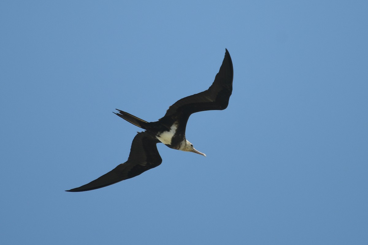 Lesser Frigatebird - ML620252722