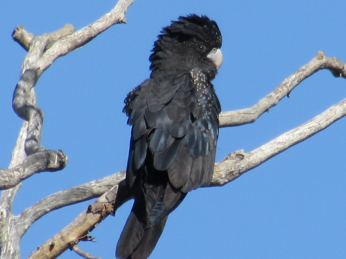 Red-tailed Black-Cockatoo - ML620252738