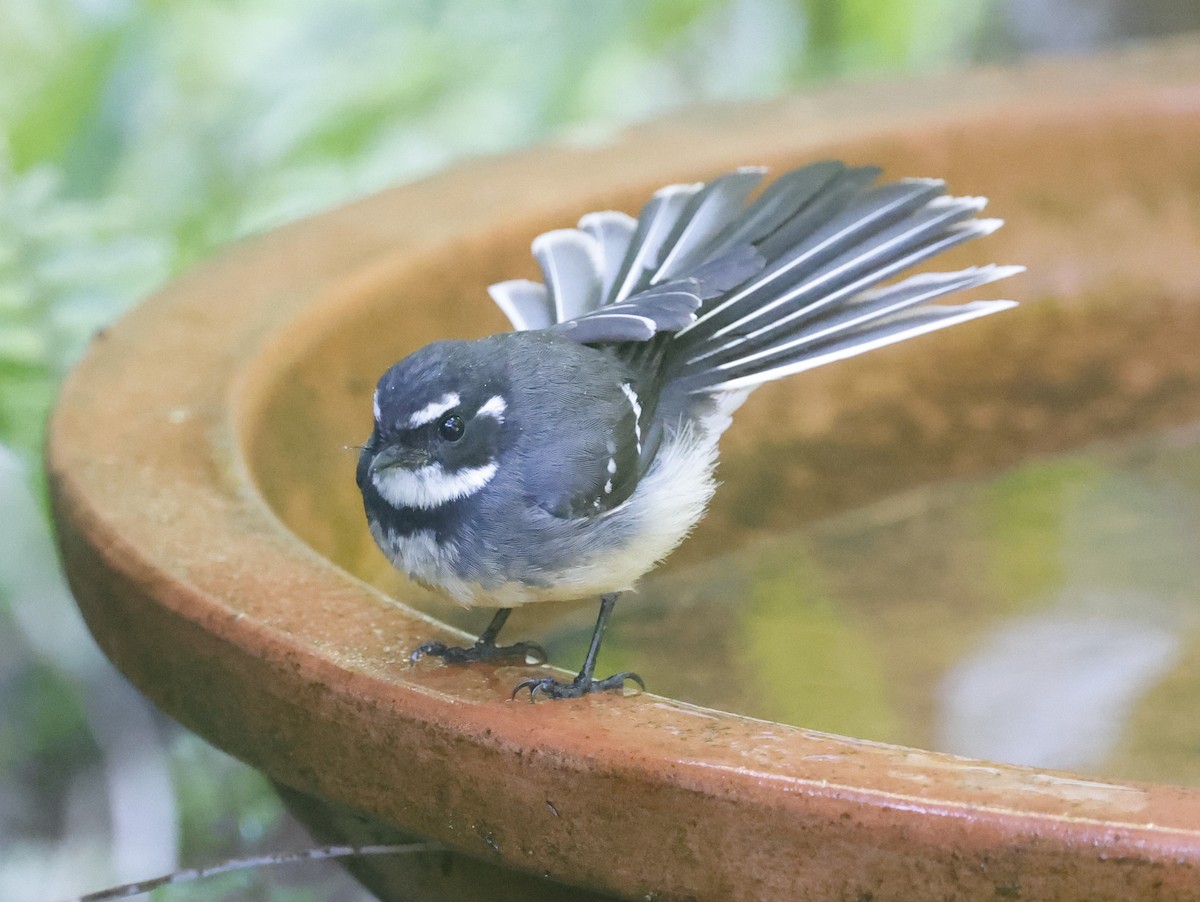 Gray Fantail - Mary Clarke