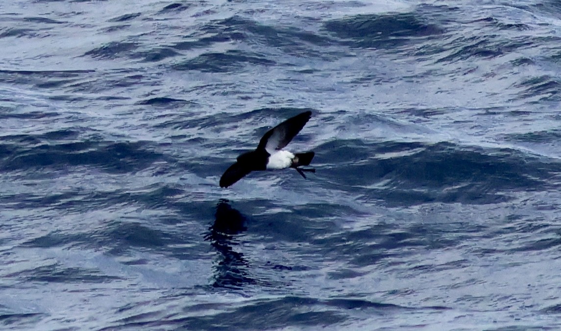 Black-bellied Storm-Petrel - ML620252740