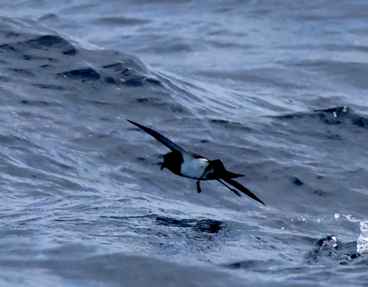 Black-bellied Storm-Petrel - ML620252741