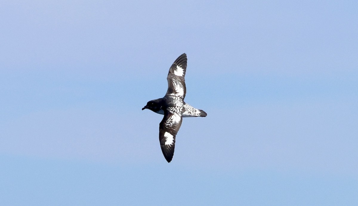 Cape Petrel - ML620252746