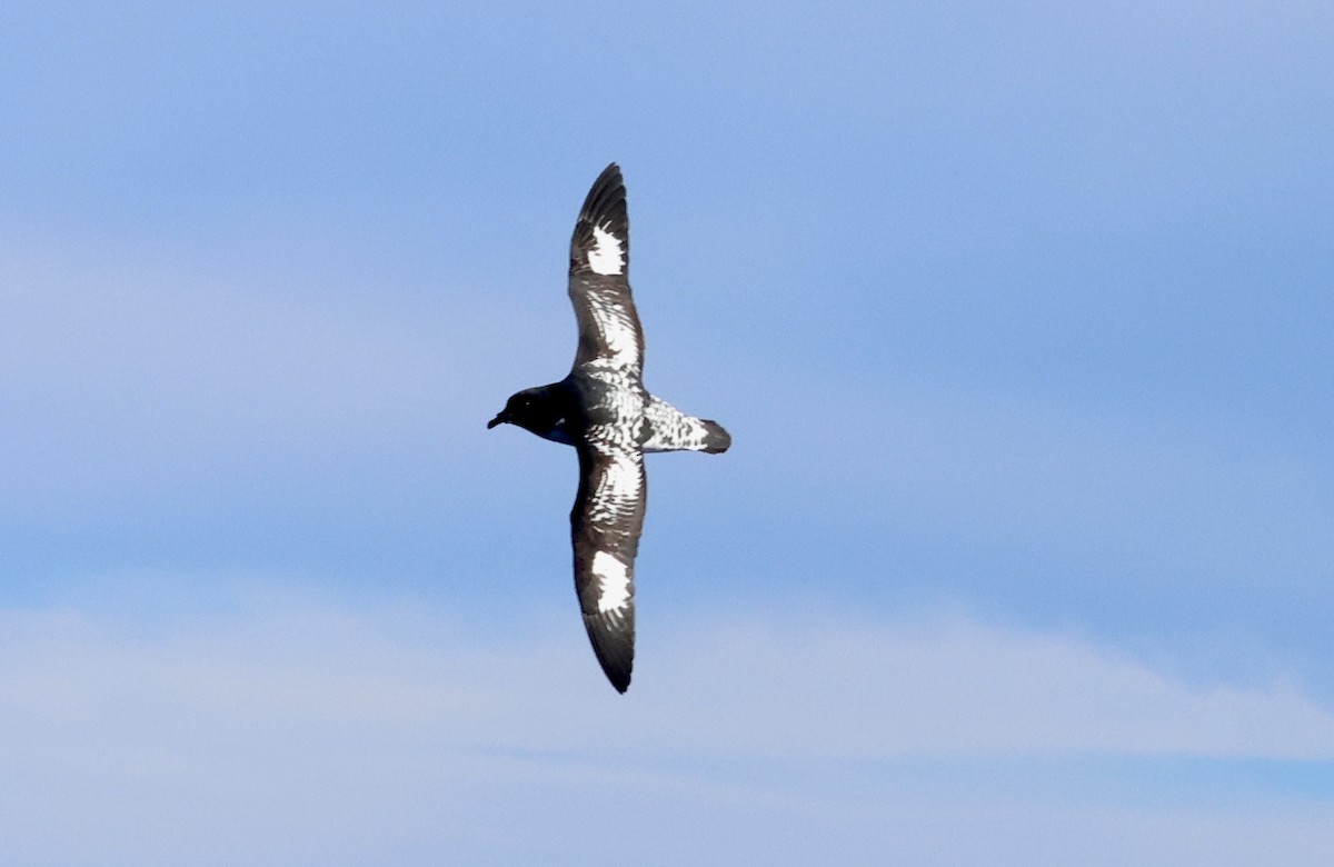 Cape Petrel - ML620252747