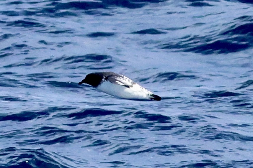 Cape Petrel - ML620252748