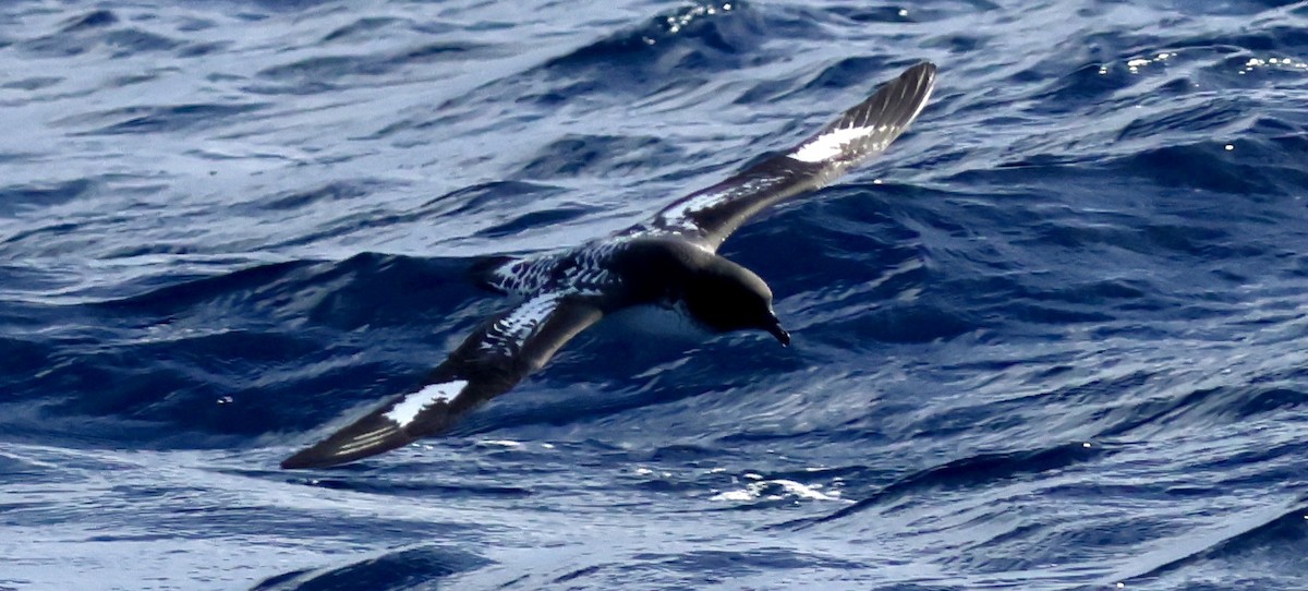 Cape Petrel - ML620252749