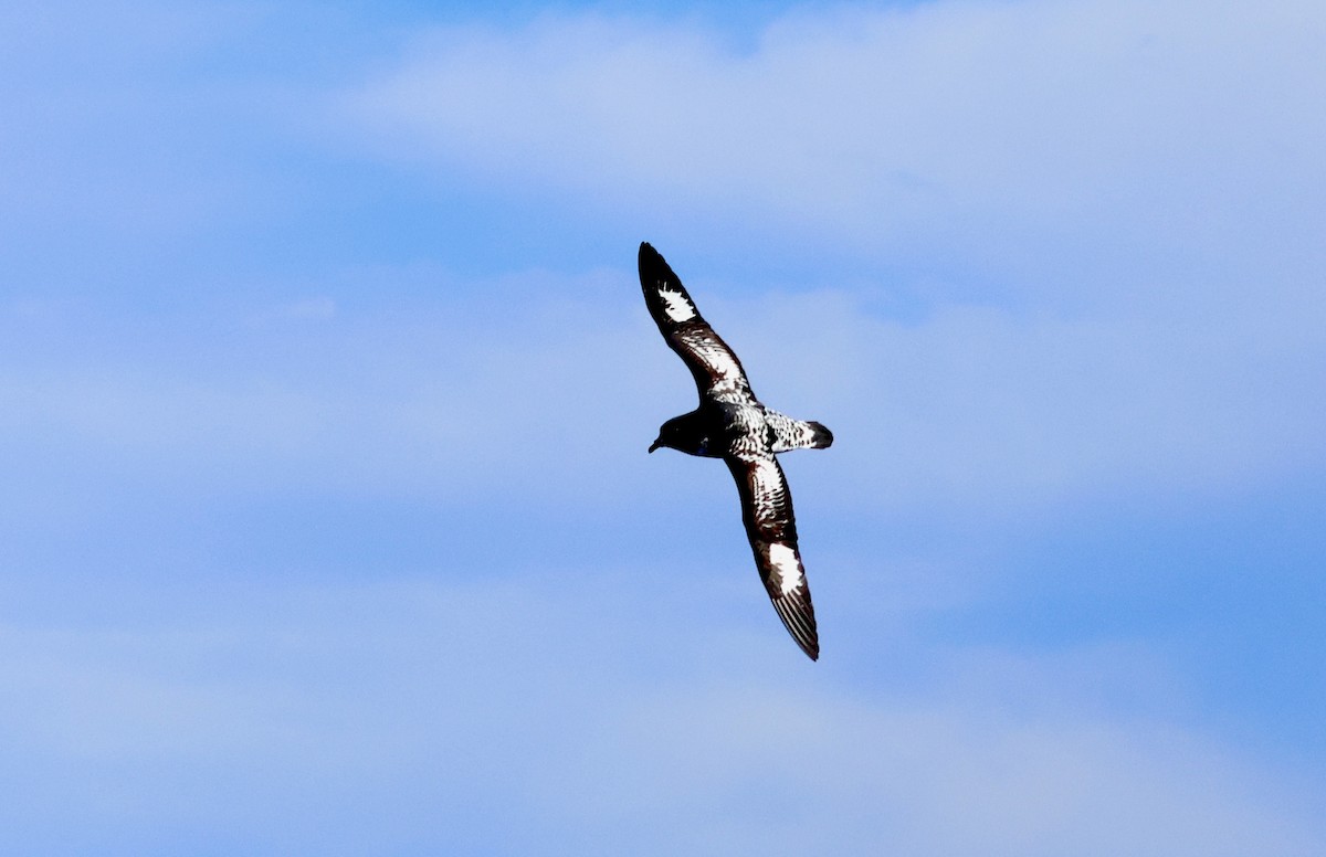 Cape Petrel - Kerr Brad