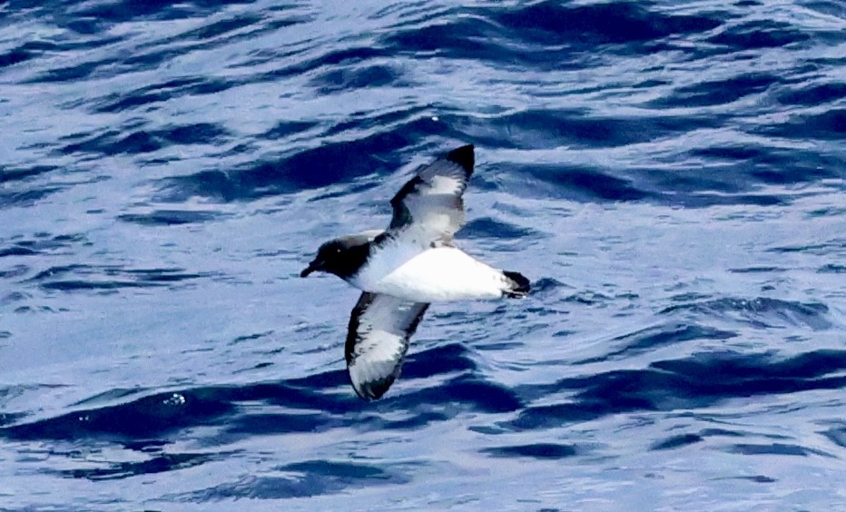 Cape Petrel - ML620252751