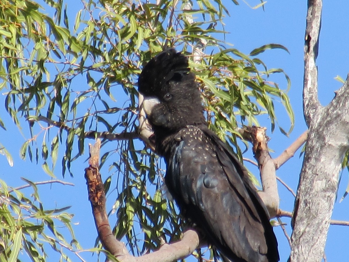 Red-tailed Black-Cockatoo - ML620252752