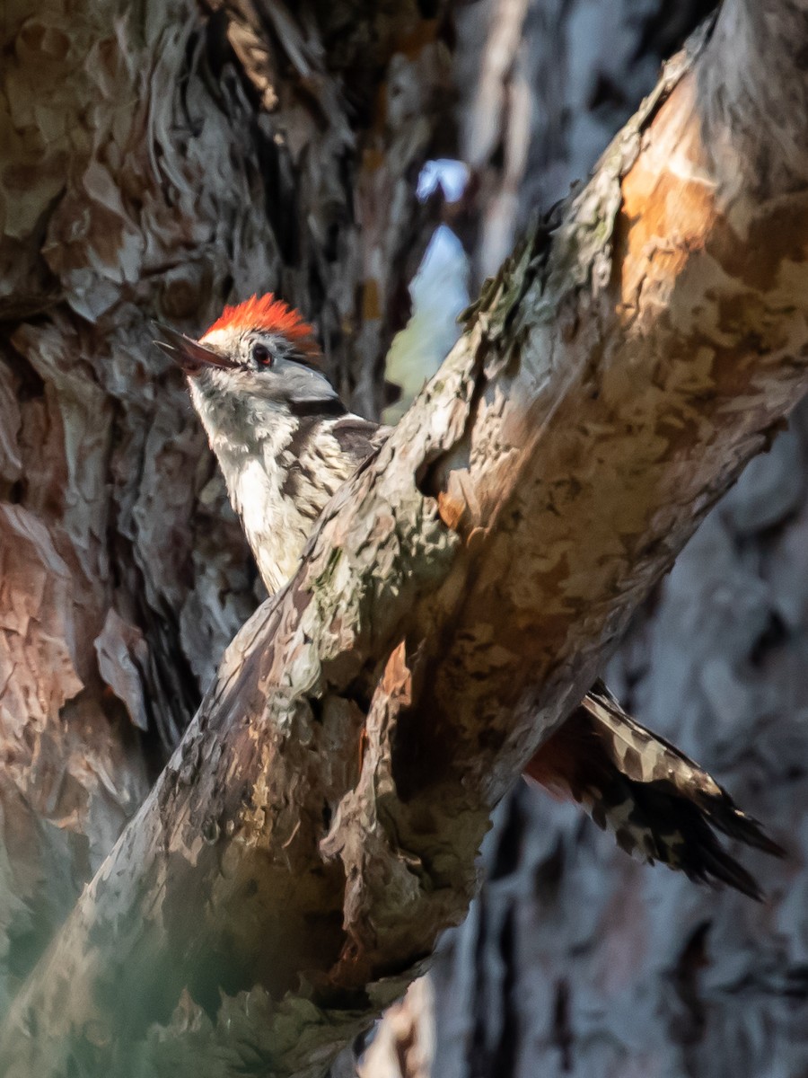 Middle Spotted Woodpecker - ML620252754