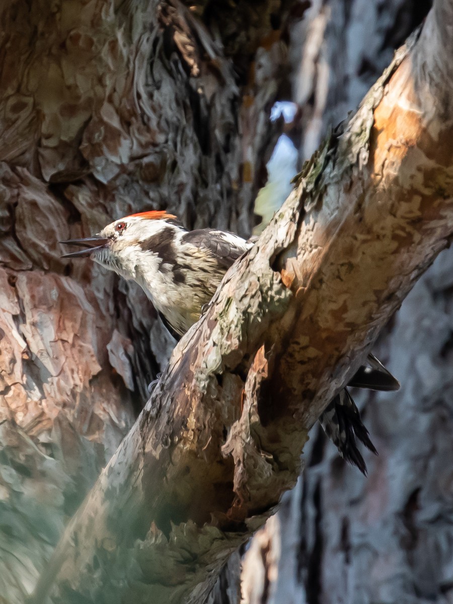 Middle Spotted Woodpecker - ML620252755