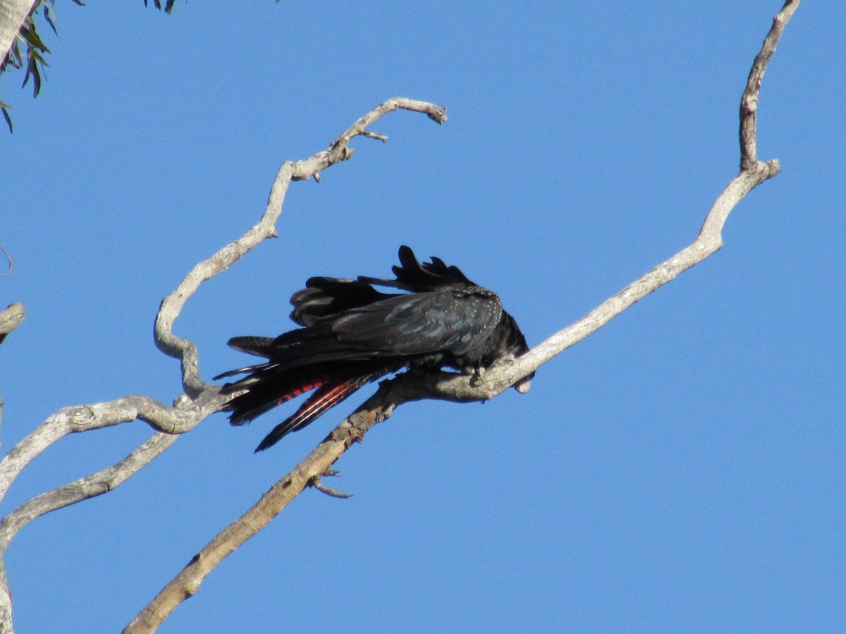 Red-tailed Black-Cockatoo - ML620252757