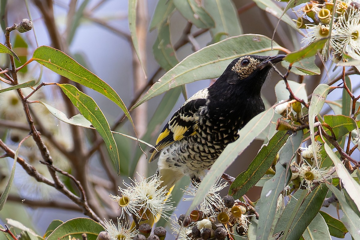 Regent Honeyeater - ML620252770