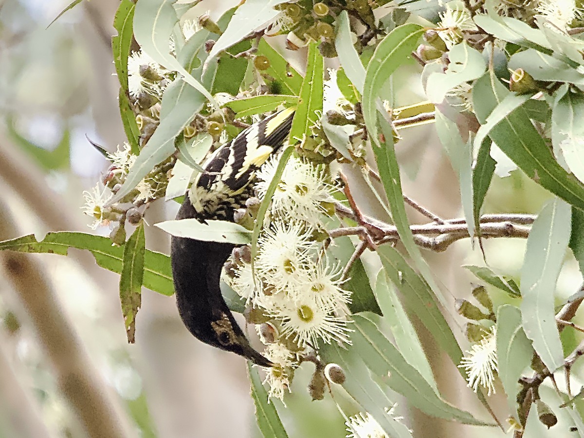 Regent Honeyeater - ML620252772