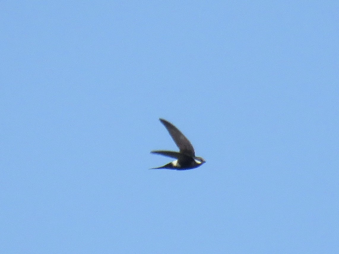 White-rumped Swift - ML620252774