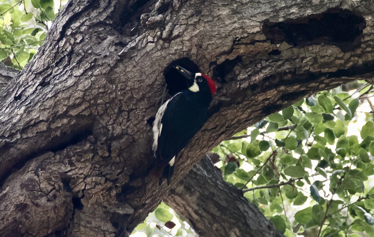 Acorn Woodpecker - ML620252786