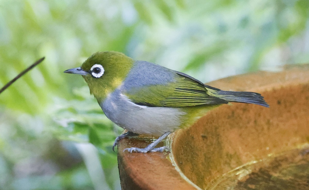 Silvereye - ML620252794