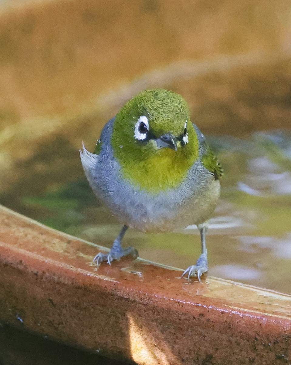 Silvereye - ML620252796