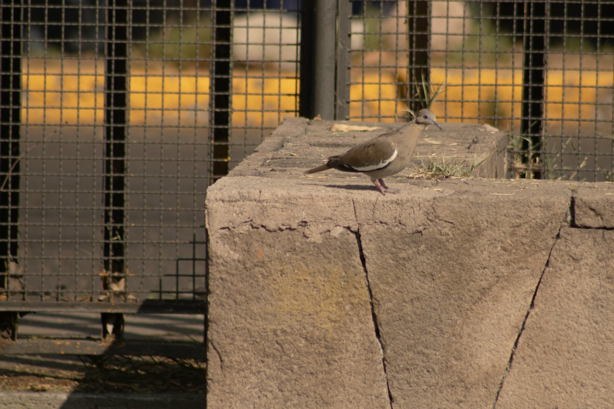 White-winged Dove - ML620252797