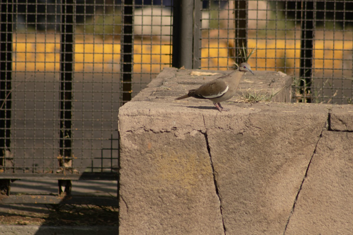 White-winged Dove - ML620252797