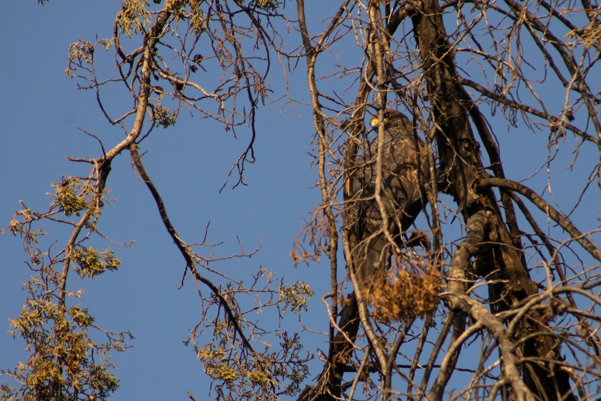 Harris's Hawk - ML620252799