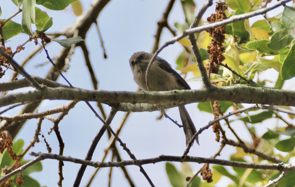 Bushtit - ML620252807