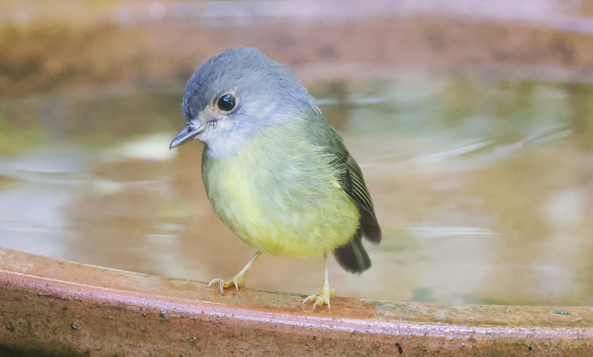 Pale-yellow Robin - ML620252816