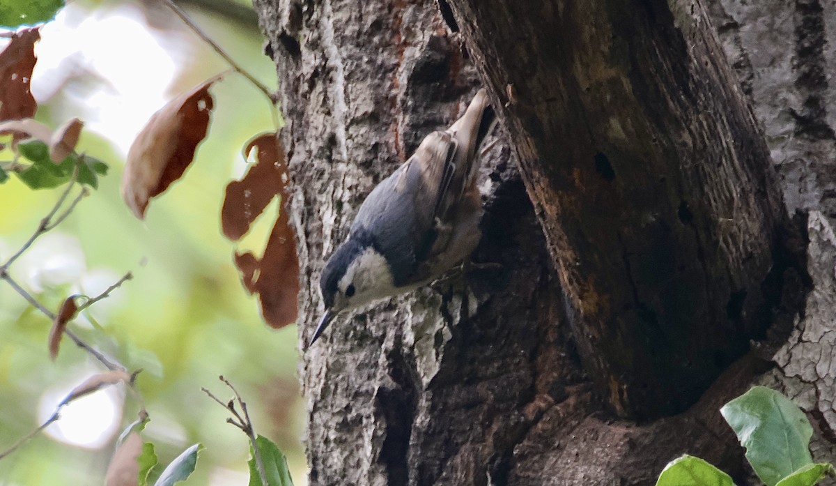 White-breasted Nuthatch - ML620252821