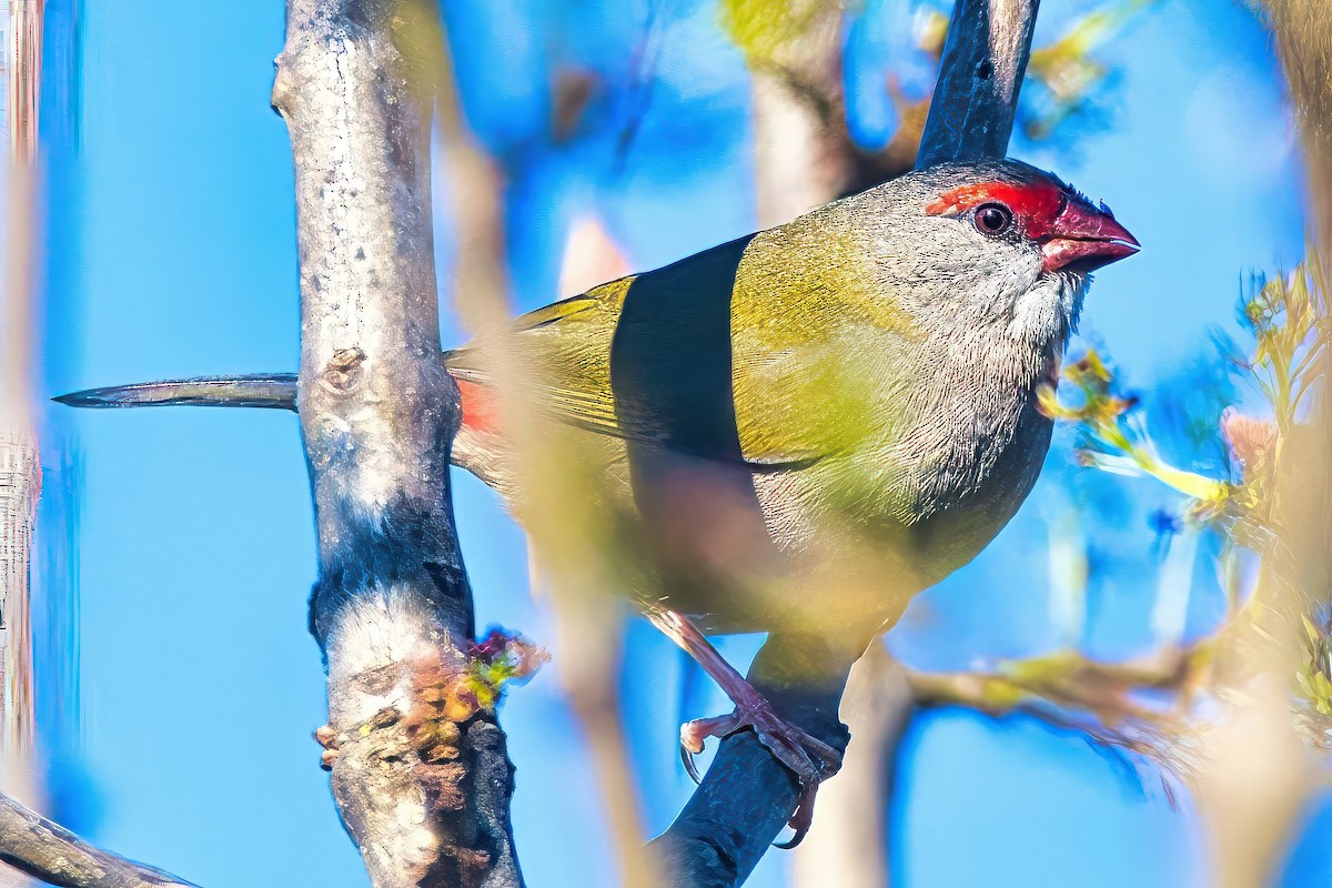 Red-browed Firetail - ML620252830